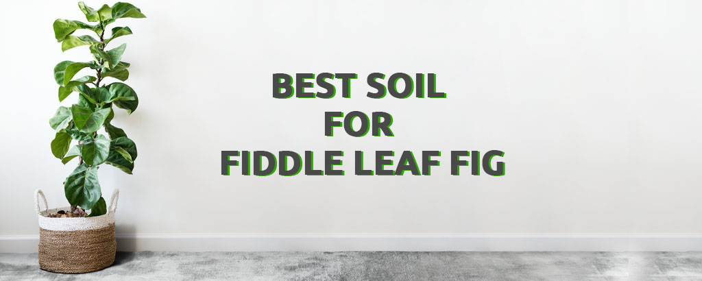Best Soil for Fiddle Leaf Fig of 2022