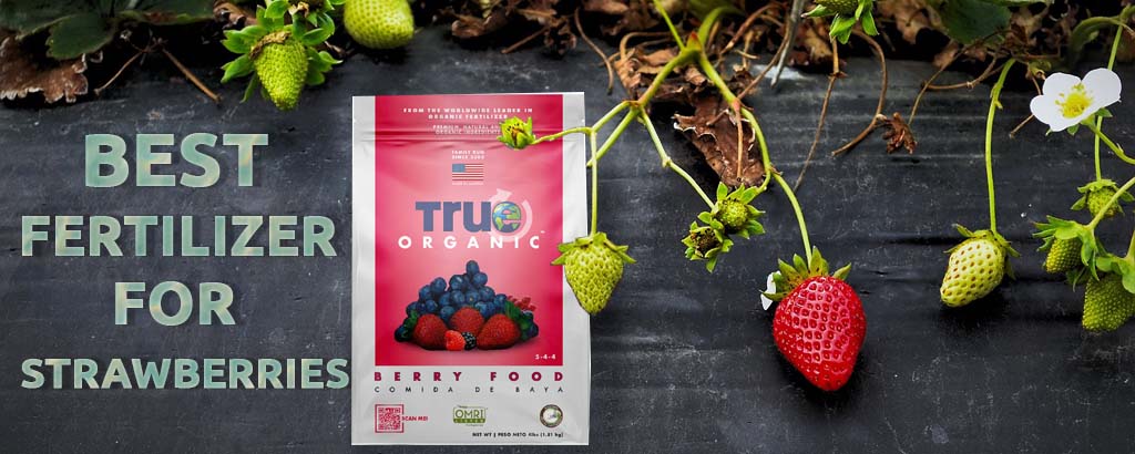 Top Five Best Fertilizers for Strawberries of 2022