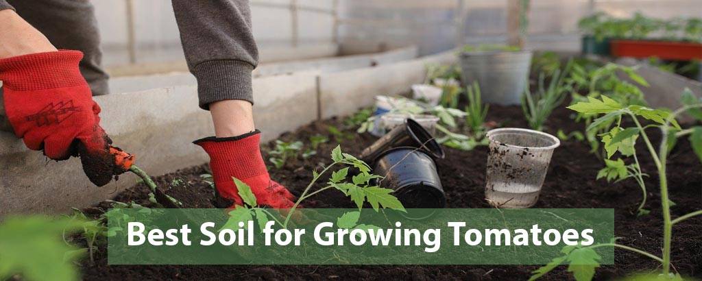 Best Soil for Tomatoes of 2022