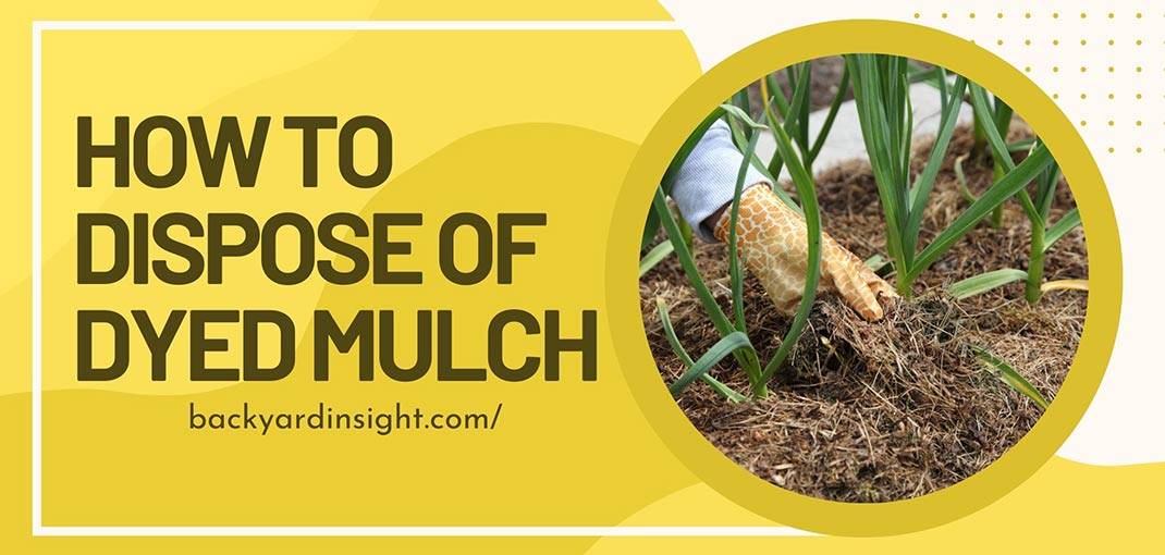 How-to-dispose-of-dyed-mulch